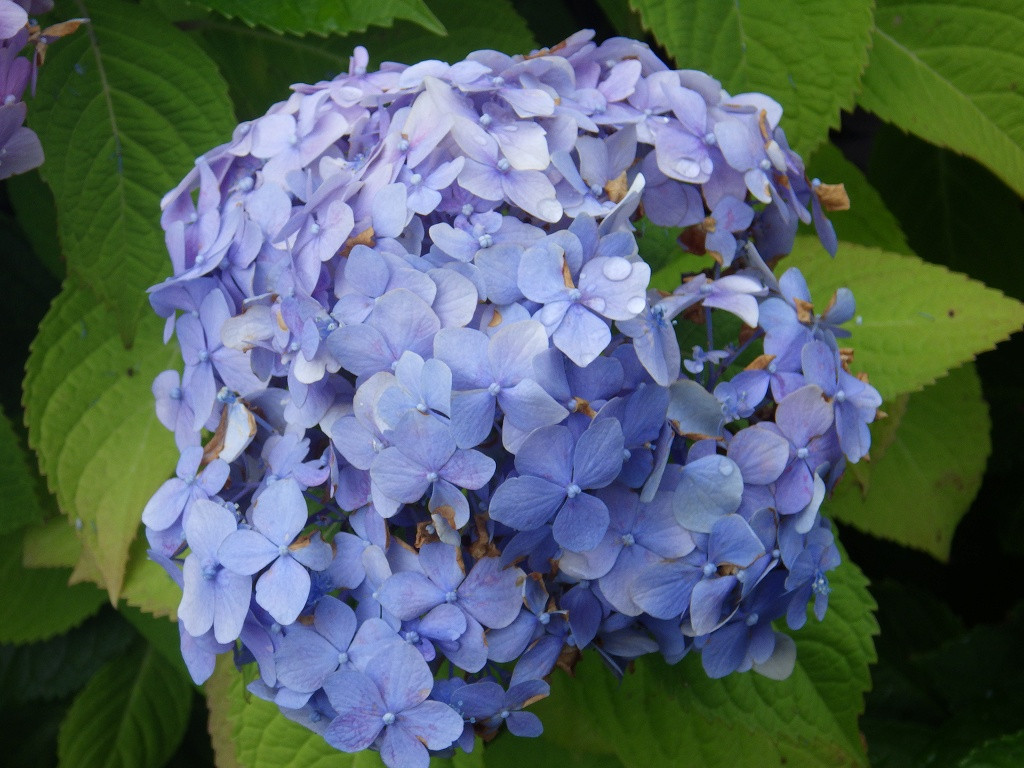 雨に濡れた紫陽花が綺麗でした。