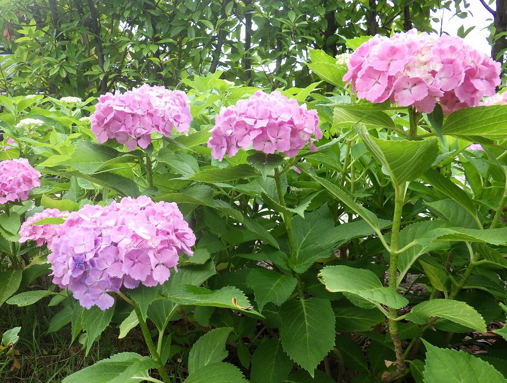 ピンクの紫陽花もいいですね。